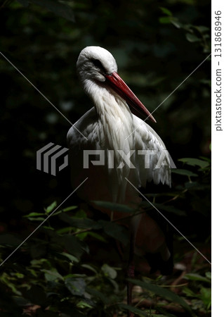 White stork in the bush White stork in the bush 131868946