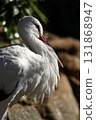 Profile of a white stork bathed in sunlight 131868947