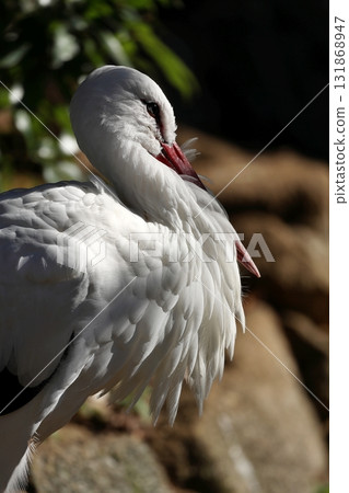 Profile of a white stork bathed in sunlight Profile of a white stork bathed in sunlight 131868947