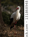 A stork standing with one leg raised 131868948
