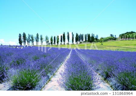 Lavender in bloom at Echigo Hillside Park Lavender in bloom at Echigo Hillside Park 131868964