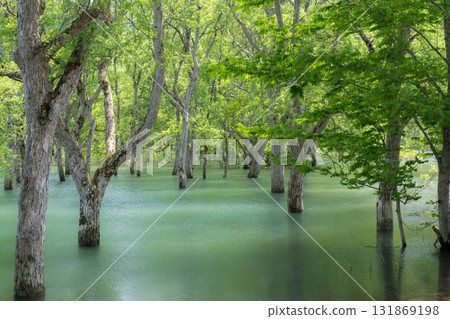 Submerged forest 131869198