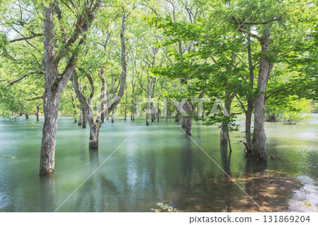 Submerged forest 131869204