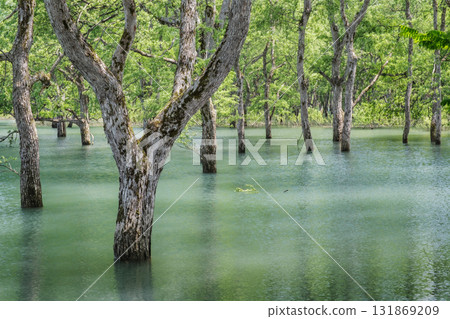 Submerged forest Submerged forest 131869209