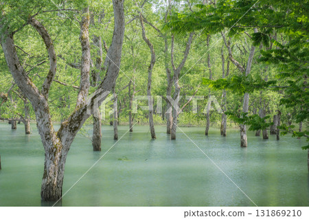 Submerged forest Submerged forest 131869210