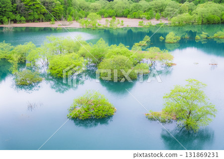 Submerged forest Submerged forest 131869231