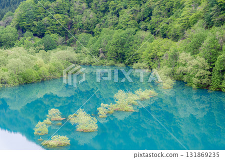 Submerged forest 131869235