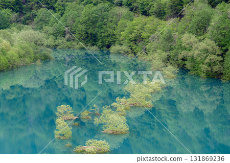 淹沒的森林 131869236