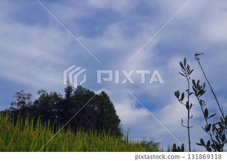 蜻蜓與風景 蜻蜓與風景 131869318