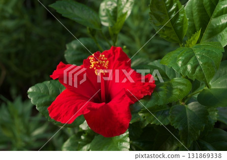 紅芙蓉 紅芙蓉 131869338