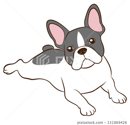 French Bulldog 01 (Pied) lying down 131869426