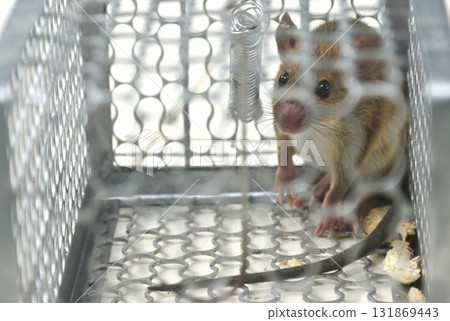 rat trapping and quarantine in iron cage at house rat trapping and quarantine in iron cage at house 131869443