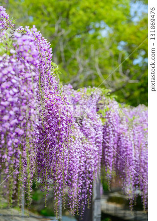 Naotou of Nakayama Naotou of Nakayama 131869476