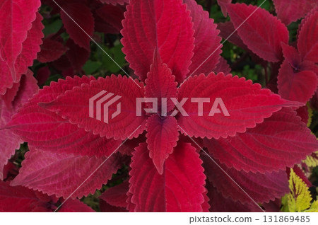 科里烏斯的紅葉 131869485