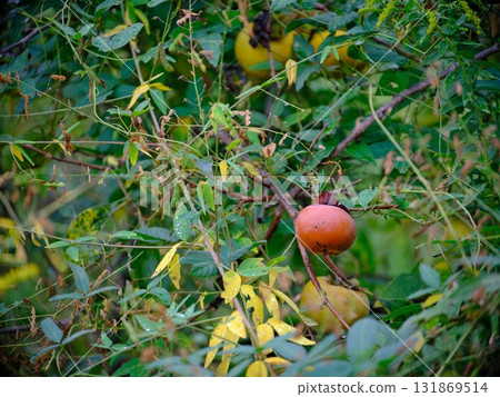 Persimmons growing in rice fields 131869514