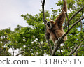 White-handed gibbon barking in a tree 131869515