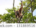 White-handed gibbon gazing from the top of a tree 131869516