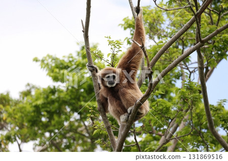 白掌長臂猿在樹頂凝視 131869516