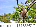 White-handed gibbon sitting on a tree and staring 131869517