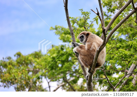 白手長臂猿坐在樹上凝視 131869517