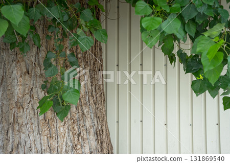 Thick tree trunk and wall 131869540