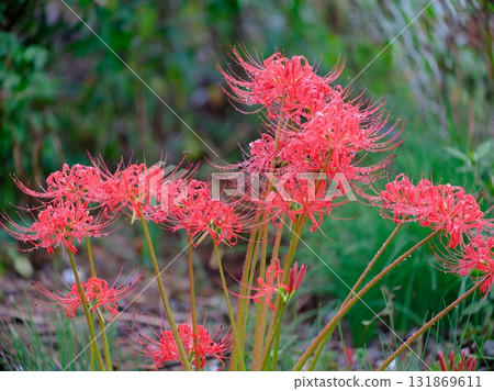 A cluster amaryllis 131869611