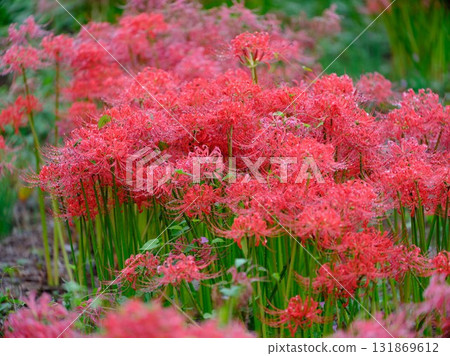 群集孤挺花 131869612