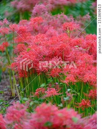 群集孤挺花 群集孤挺花 131869613