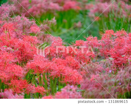 群集孤挺花 群集孤挺花 131869615