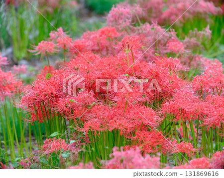 群集孤挺花 131869616