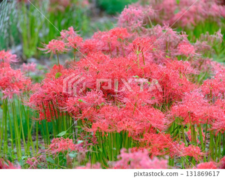 A cluster amaryllis 131869617