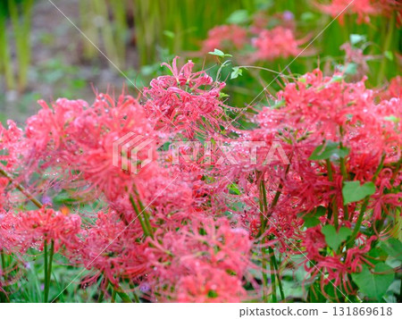 群集孤挺花 群集孤挺花 131869618