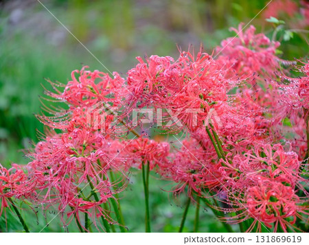 A cluster amaryllis 131869619