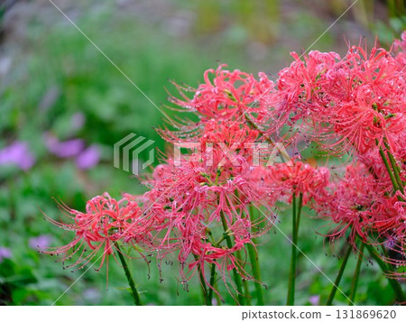 A cluster amaryllis A cluster amaryllis 131869620
