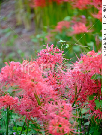 A cluster amaryllis A cluster amaryllis 131869621