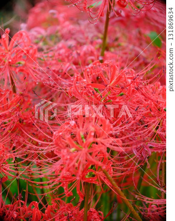 A cluster amaryllis 131869634