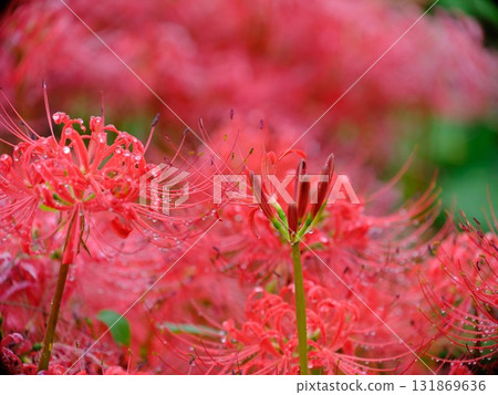 群集孤挺花 群集孤挺花 131869636