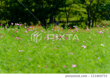 Pink cosmos field blooming on a green meadow Pink cosmos field blooming on a green meadow 131869735