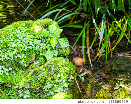 A refreshing summer scene at Jindaiji Temple: A clear stream of cool spring water A refreshing summer scene at Jindaiji Temple: A clear stream of cool spring water 131869819