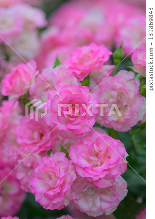 春季玫瑰季 131869843