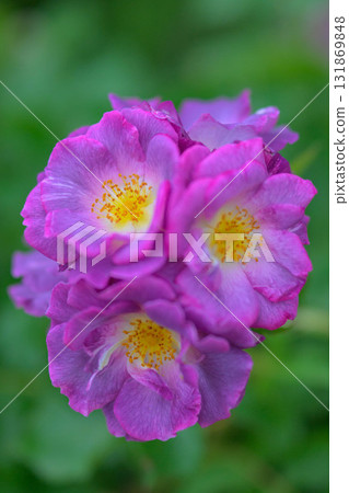 春季玫瑰季 131869848