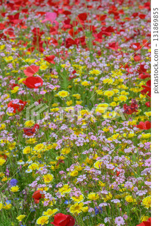 初夏的花香 初夏的花香 131869855