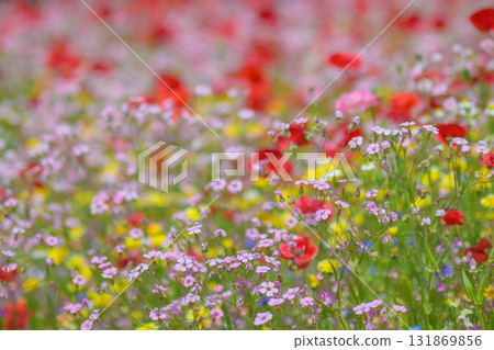 初夏的花香 131869856