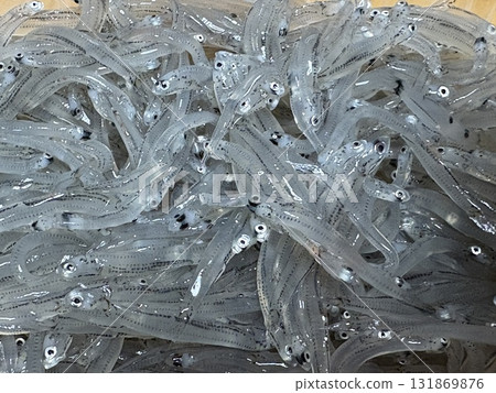 Shonan Shirasu, in season in autumn_Shonan Shirasu_Shirasu_Raw Shirasu_Raw Shirasu 131869876