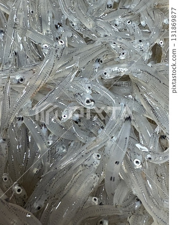 湘南白砂,秋季時令_湘南白砂_白砂_生白砂_生白砂 湘南白砂,秋季時令_湘南白砂_白砂_生白砂_生白砂 131869877