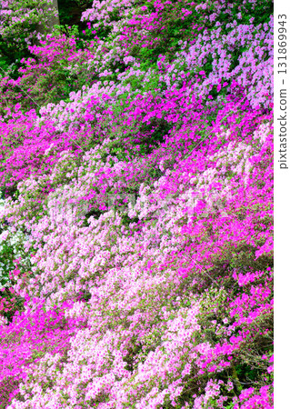 Taikodoji的杜鵑花 Taikodoji的杜鵑花 131869943