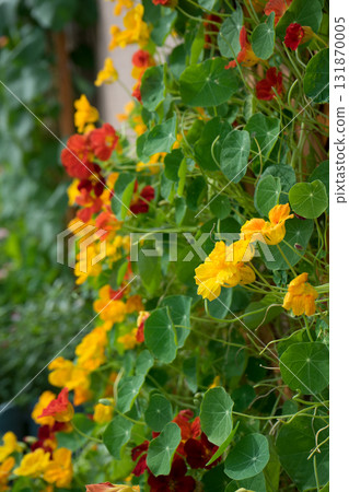 Garden wall flowers Garden wall flowers 131870005