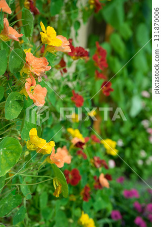 花園牆花 131870006