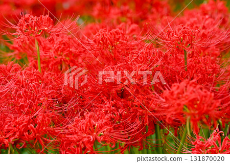 Bright red flowers Bright red flowers 131870020