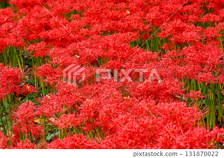Bright red flowers 131870022